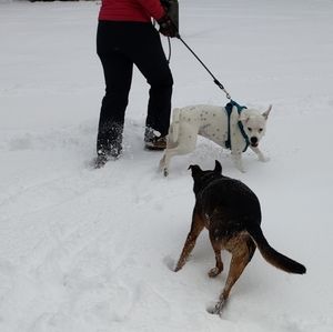 VTG Helly Hansen Snow Bib - Skiing or Snowboarding